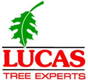 Lucas Tree Experts